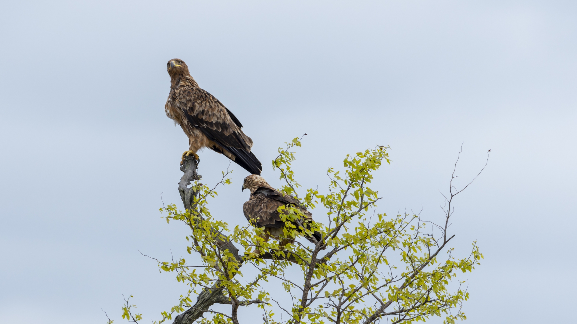 Kruger25 2025 11 06 10 32 32 ILCE 1M2 2872